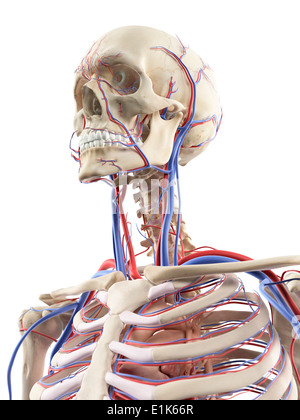Les vaisseaux sanguins dans la tête et du cou de l'oeuvre de l'ordinateur. Banque D'Images