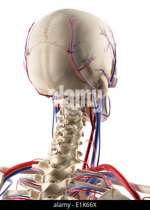 Les vaisseaux sanguins dans la tête et du cou de l'oeuvre de l'ordinateur. Banque D'Images
