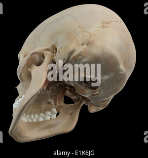Crâne humain de l'oeuvre de l'ordinateur. Banque D'Images