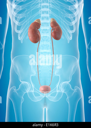 Le système urinaire l'art de l'ordinateur. Banque D'Images