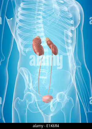 Le système urinaire l'art de l'ordinateur. Banque D'Images