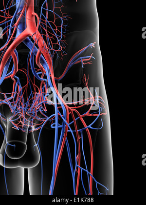 Les vaisseaux sanguins de la hanche de l'oeuvre de l'ordinateur. Banque D'Images