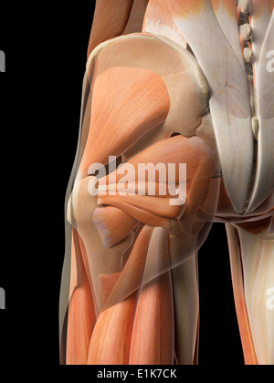 Les muscles de la hanche de l'oeuvre de l'ordinateur. Banque D'Images