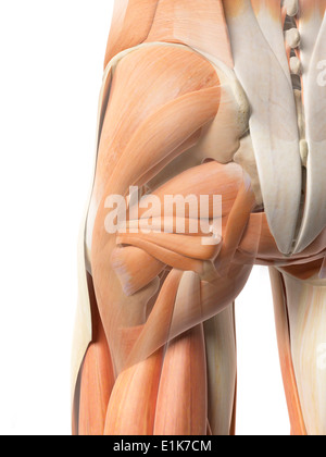 Les muscles de la hanche de l'oeuvre de l'ordinateur. Banque D'Images