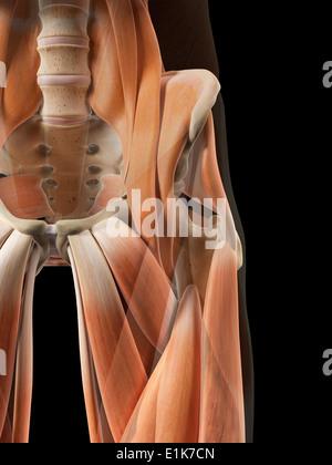 Les muscles de la hanche de l'oeuvre de l'ordinateur. Banque D'Images