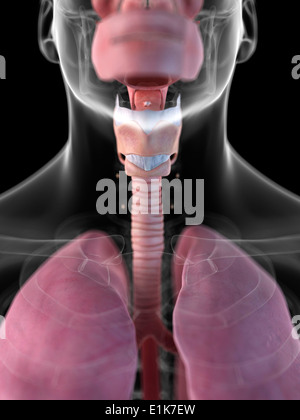 Les droits de l'ordinateur du larynx artwork. Banque D'Images