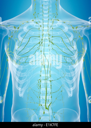 Le calculateur du système lymphatique humain artwork. Banque D'Images