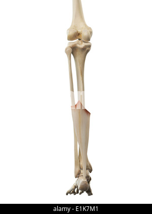 Les droits de l'art de l'ordinateur du tendon d'Achille. Banque D'Images