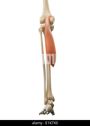 Les droits de l'gastrocnemius muscle tête médiale de l'oeuvre de l'ordinateur. Banque D'Images