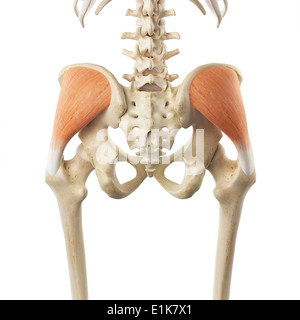 Les droits de l'art de l'ordinateur du muscle gluteus medius. Banque D'Images