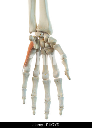 Les droits de l'opponens digiti minimi ordinateur muscles artwork. Banque D'Images