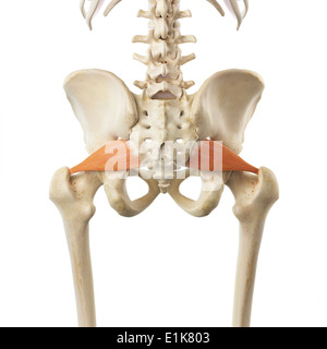 Les muscles piriformis art informatique. Banque D'Images