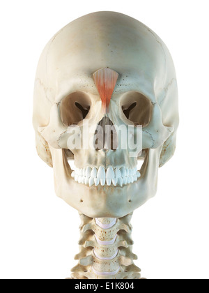 Les muscles procerus ordinateur artwork. Banque D'Images