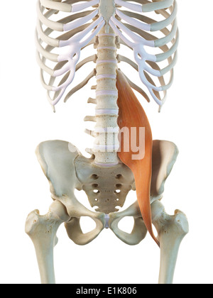 Muscle grand psoas l'art de l'ordinateur. Banque D'Images