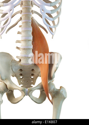 Muscle grand psoas l'art de l'ordinateur. Banque D'Images