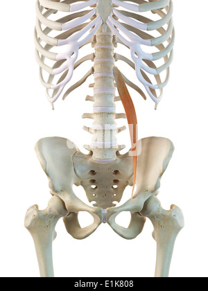 Les droits de l'muscle grand psoas art informatique Banque D'Images