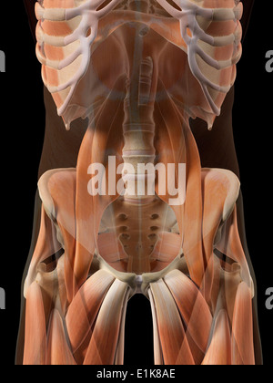 Les muscles de la hanche de l'oeuvre de l'ordinateur. Banque D'Images