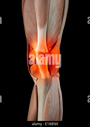 Les muscles du genou de l'art de l'ordinateur. Banque D'Images