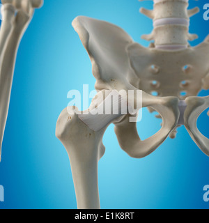 Les droits de l'pubofemoral ordinateur ligament artwork. Banque D'Images