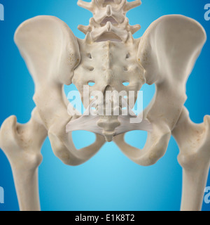 Les droits de l'ligament sacro-ordinateur artwork. Banque D'Images