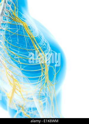 Les nerfs de l'épaule de l'oeuvre de l'ordinateur. Banque D'Images