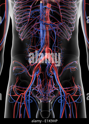 Les vaisseaux sanguins de l'abdomen de l'oeuvre de l'ordinateur. Banque D'Images