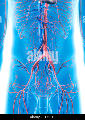 Les vaisseaux sanguins de l'abdomen de l'oeuvre de l'ordinateur. Banque D'Images