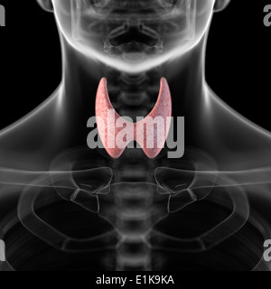 La thyroïde humaine de l'oeuvre de l'ordinateur. Banque D'Images