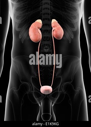 Le système urinaire l'art de l'ordinateur. Banque D'Images