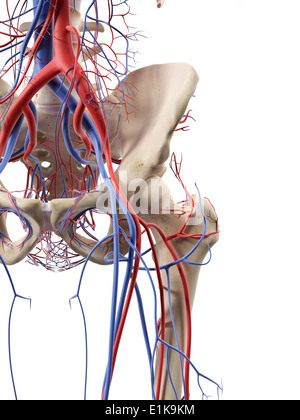 Les vaisseaux sanguins de la hanche de l'oeuvre de l'ordinateur. Banque D'Images