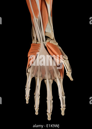 Les muscles de la main de l'oeuvre de l'ordinateur. Banque D'Images