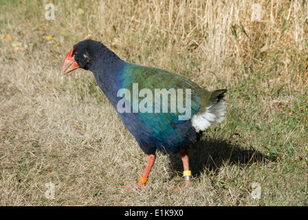 Talève takahé, oiseau, l'île de Mana, Wellington, Nouvelle-Zélande Banque D'Images