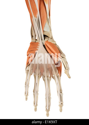 Les muscles de la main de l'oeuvre de l'ordinateur. Banque D'Images