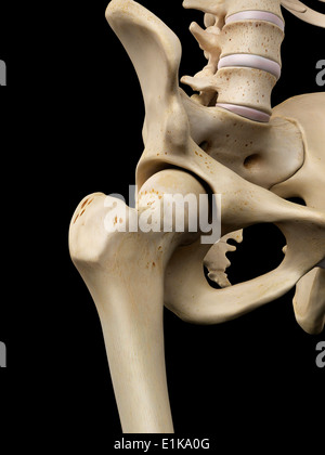 Les droits de l'os de la hanche de l'oeuvre de l'ordinateur. Banque D'Images