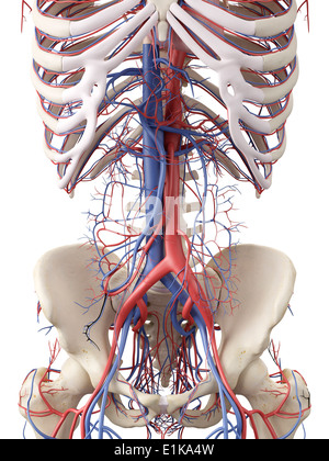 Système vasculaire abdominale de l'oeuvre de l'ordinateur. Banque D'Images