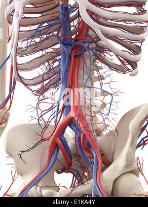 Système vasculaire abdominale de l'oeuvre de l'ordinateur. Banque D'Images