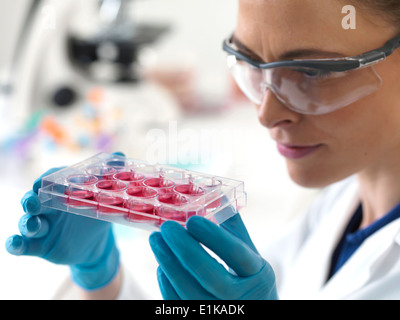 Female scientist holding un bac multi-puits contenant des échantillons de cellules souches. Banque D'Images