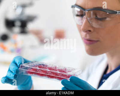 Female scientist holding un bac multi-puits contenant des échantillons de cellules souches. Banque D'Images