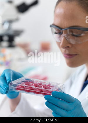 Female scientist holding un bac multi-puits contenant des échantillons de cellules souches. Banque D'Images