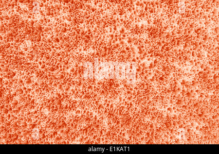 La section détaillée de l'os de l'oeuvre de l'ordinateur. Banque D'Images