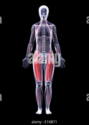 Système musculaire féminin d'art de l'ordinateur. Banque D'Images