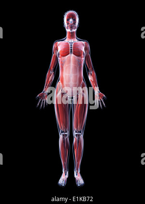 Système musculaire féminin d'art de l'ordinateur. Banque D'Images