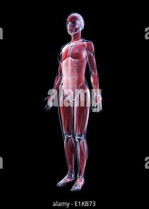 Système musculaire féminin d'art de l'ordinateur. Banque D'Images