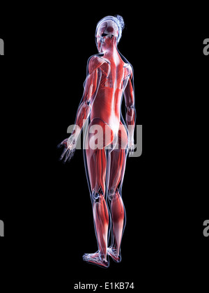 Système musculaire féminin d'art de l'ordinateur. Banque D'Images
