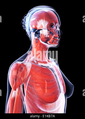 Système musculaire féminin d'art de l'ordinateur. Banque D'Images