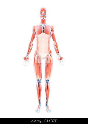 Système musculaire féminin d'art de l'ordinateur. Banque D'Images