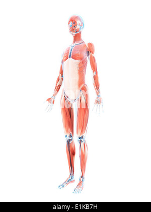Système musculaire féminin d'art de l'ordinateur. Banque D'Images