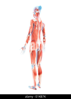 Système musculaire féminin d'art de l'ordinateur. Banque D'Images