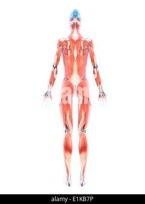 Système musculaire féminin d'art de l'ordinateur. Banque D'Images