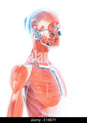 Système musculaire féminin d'art de l'ordinateur. Banque D'Images